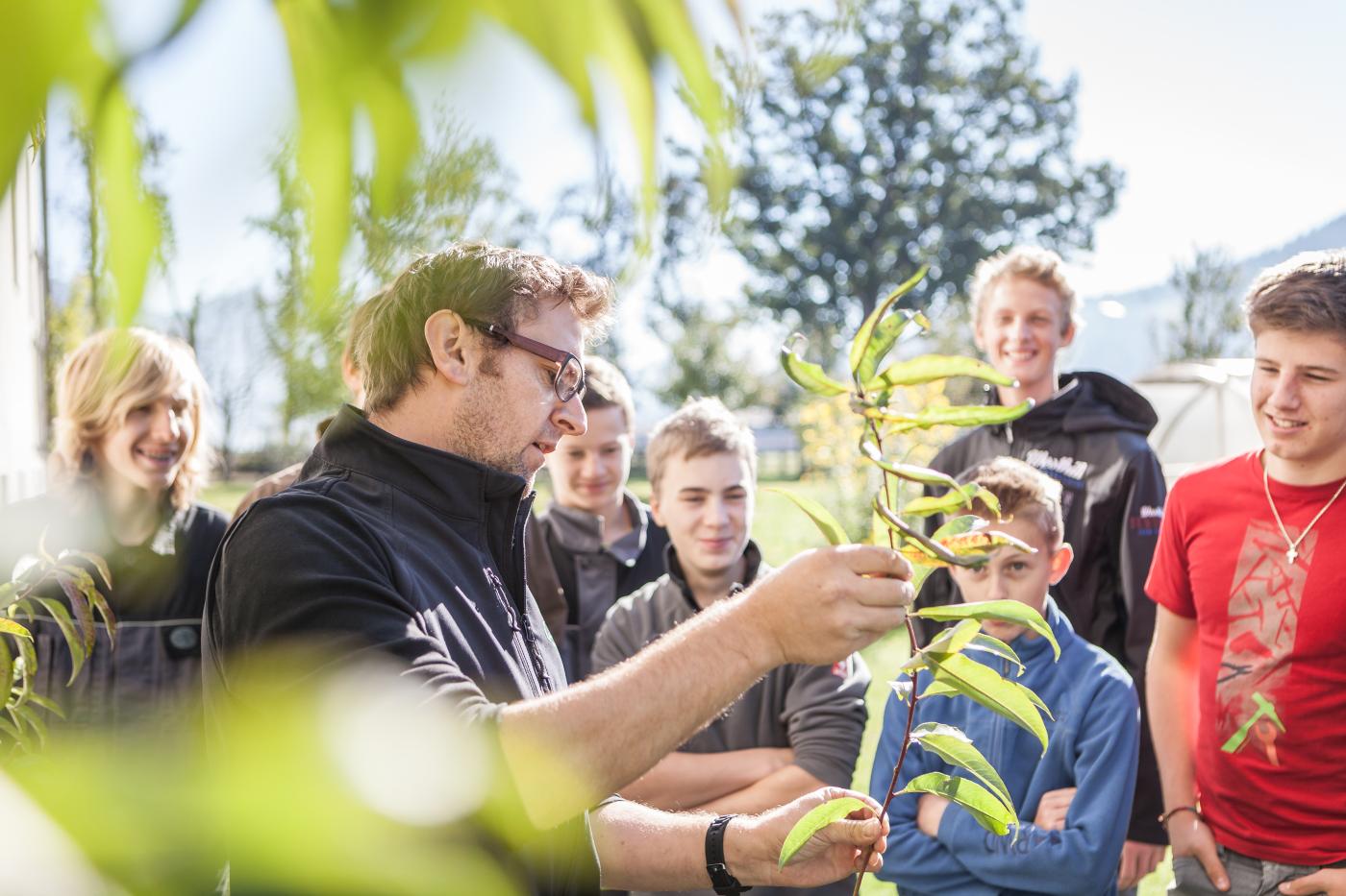 Erklärung des Aufbaus eines Obstbaumes Erklärung Aufbau eines Obstbaumes