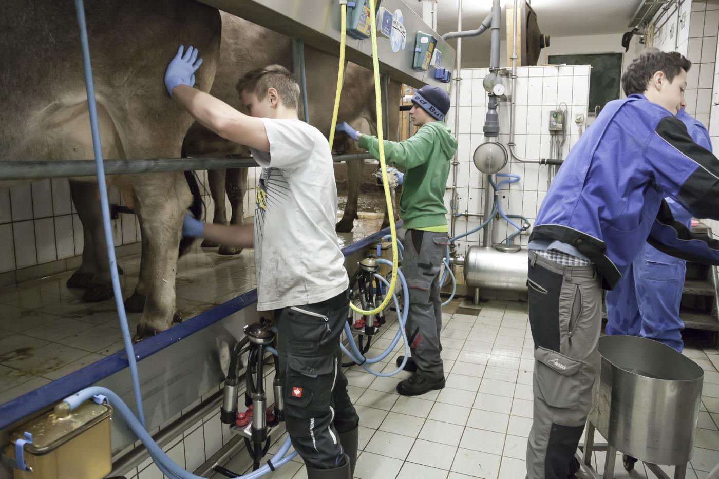 Melkstand LLA Imst Melkstand