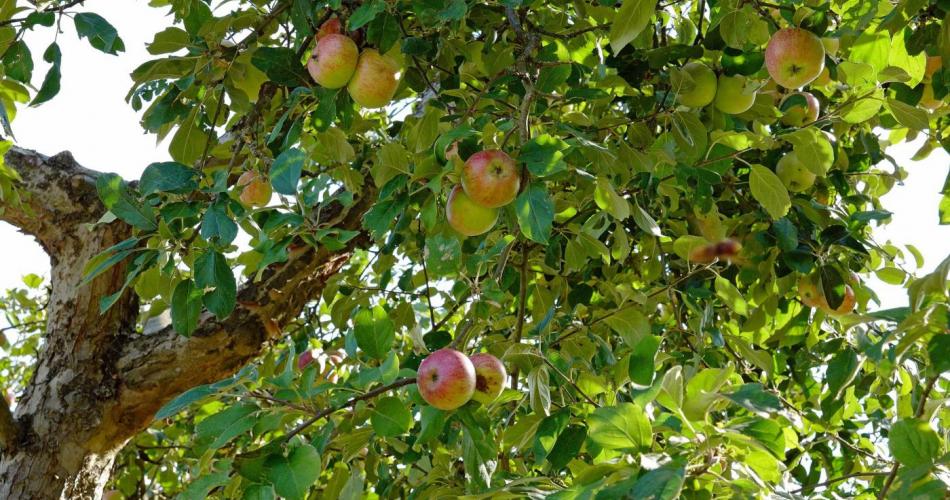 Dieses Bild zeigt einen Apfelbaum mit mehreren reifen, rot-grünen Äpfeln, die zwischen dichtem grünen Laub an den Zweigen hängen.